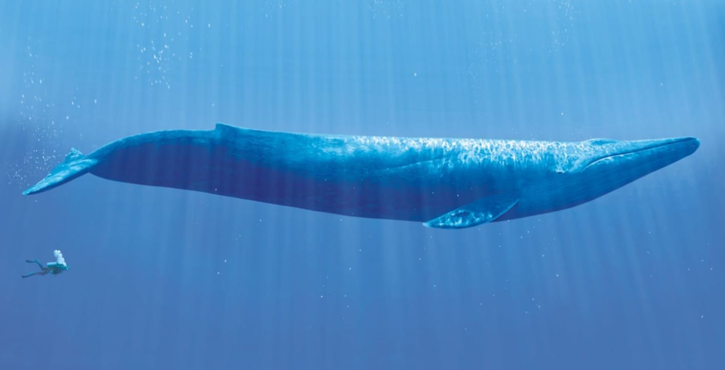 Whale passing through