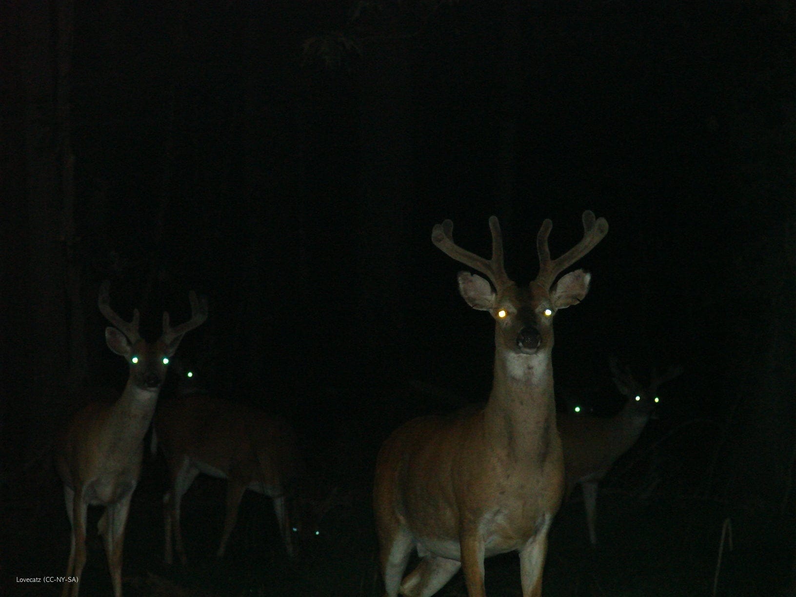 Introception: A Deer in Headlights