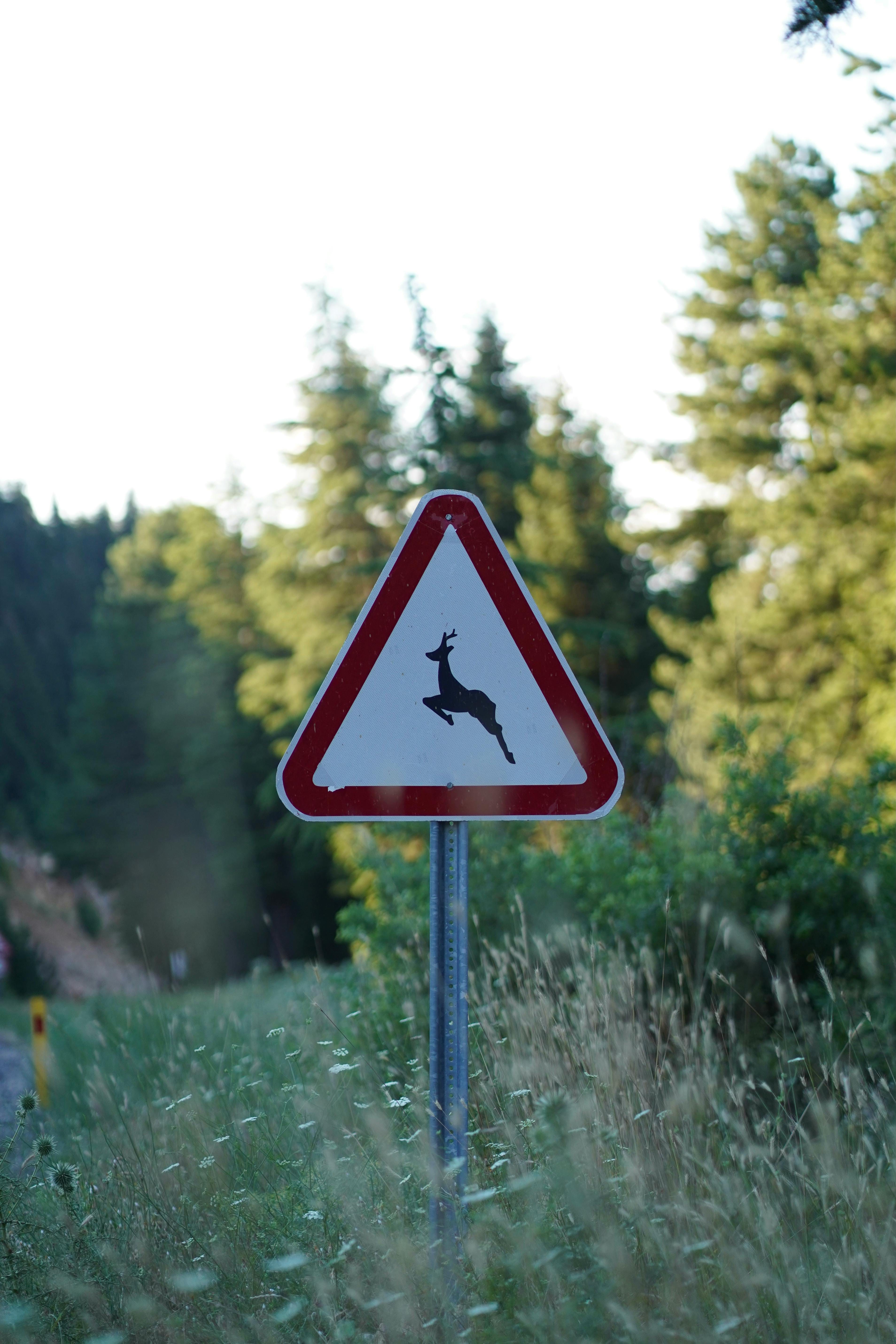 Interoception: A Deer in Headlights